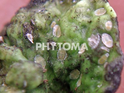 Trioza erytreae ( HLB ) 